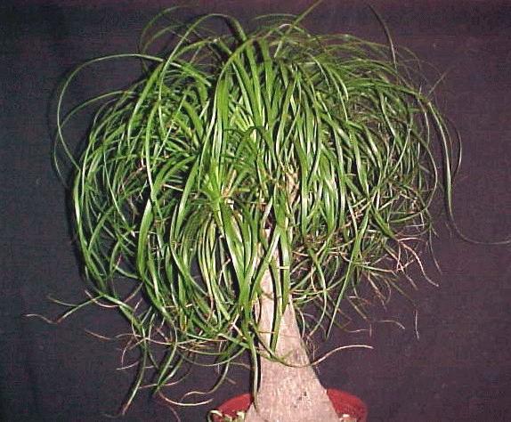 Ponytail Palm